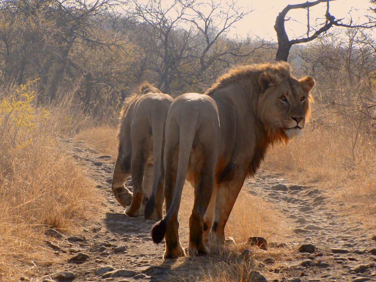 Esiweni Luxury Safari Lodge Ladysmith Eksteriør billede